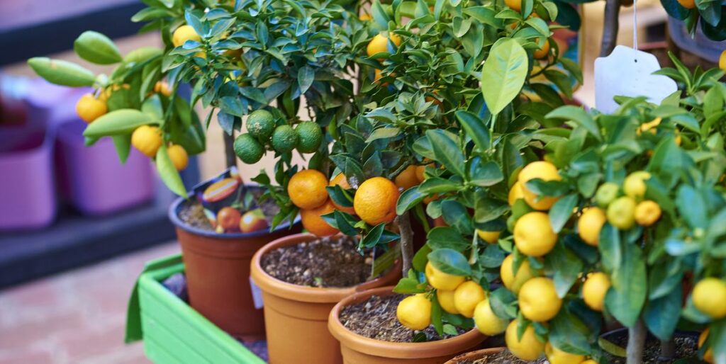 The Best Fruit Trees to Grow in Your Garden and Balcony