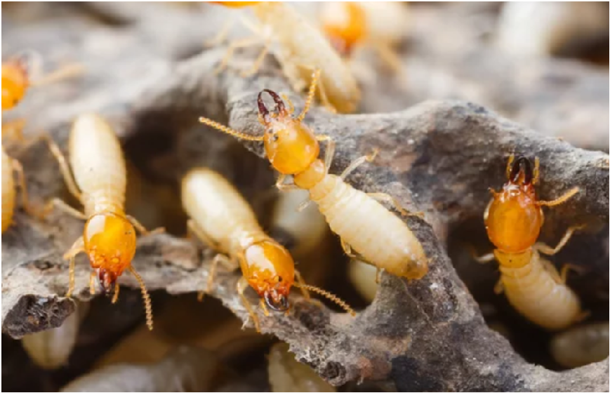 The Relevance of Termite Inspections