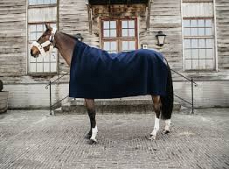 Reasons Your Horse Needs A Fleece Rug