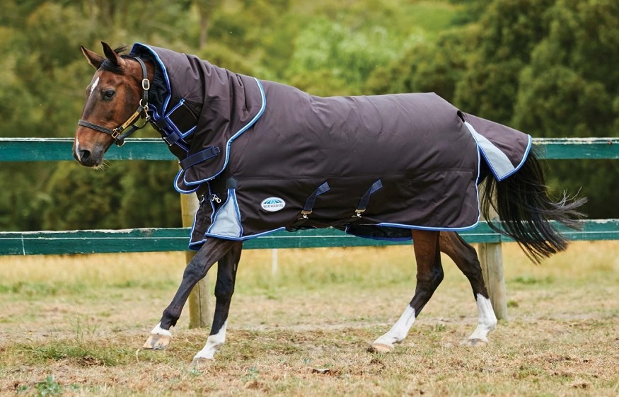 4 Factors to Consider When Choosing a Horse Blanket