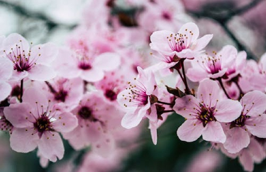 The Cultural Significance of Cherry Blossoms