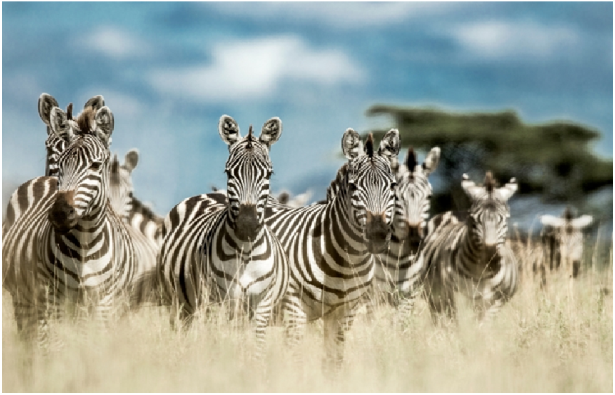 Top 5 Must-Visit Destinations in Africa with Our Exclusive Tour Packages