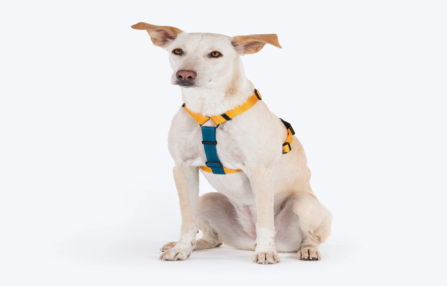 Dog Harness vs. Collar: Which Is Safer for Your Pup’s Walks & Training